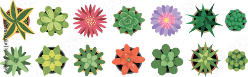 Top view succulent plants collection vector illustration, colorful cactus and rosette houseplants isolated on light background botanical design set