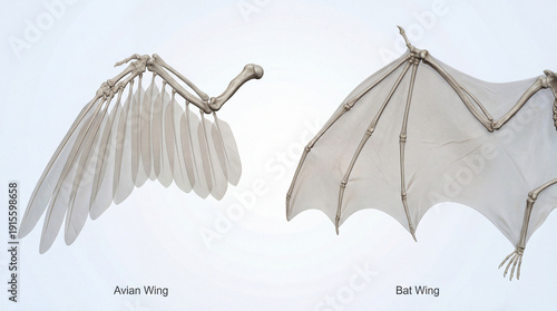 Skeletal elegance of flight revealing the anatomical contrast between a bird's feathered wing and a bat's membranous structure