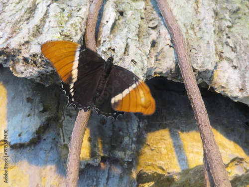 Schmetterlin - Butterfly