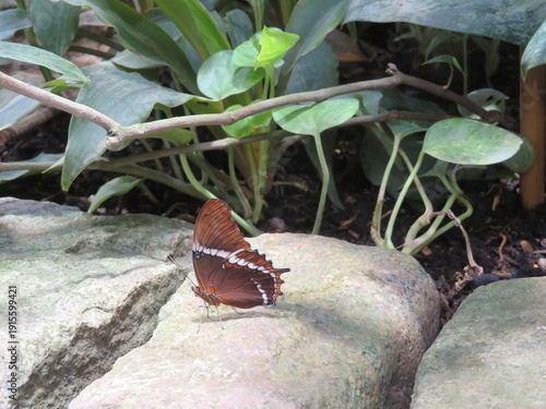 Schmetterlin - Butterfly