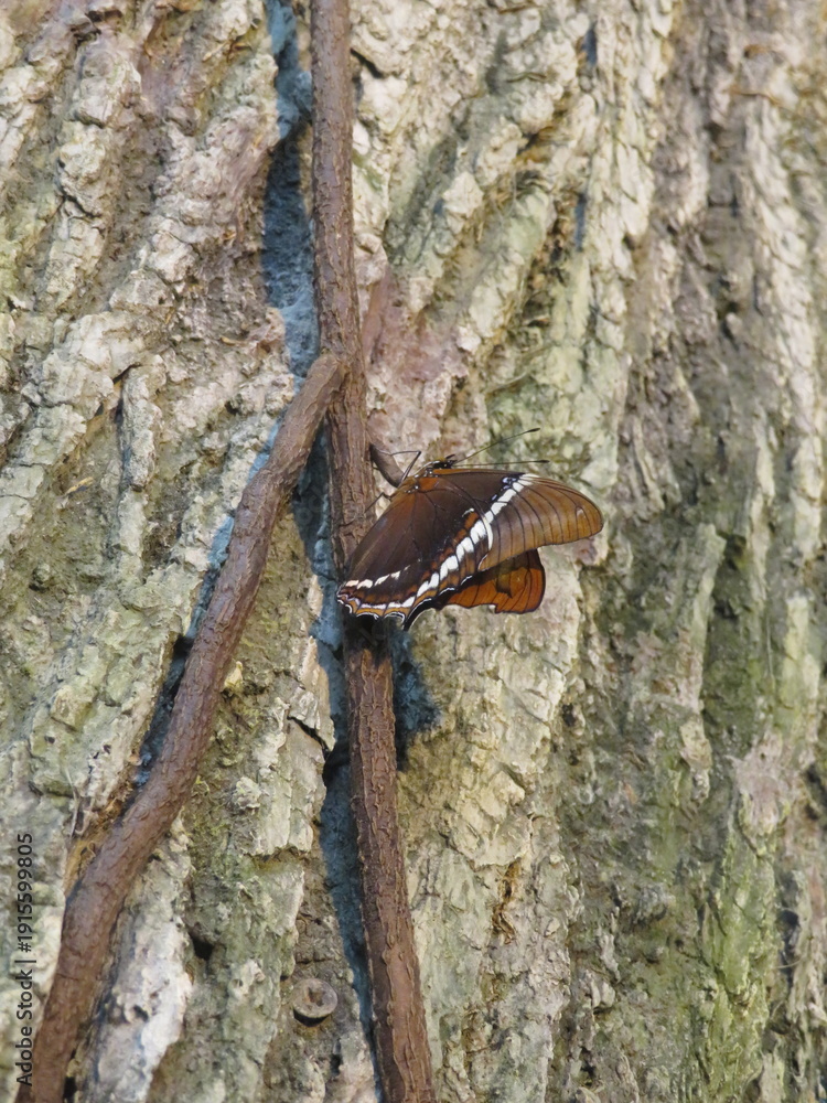 Fototapeta premium Schmetterlin - Butterfly
