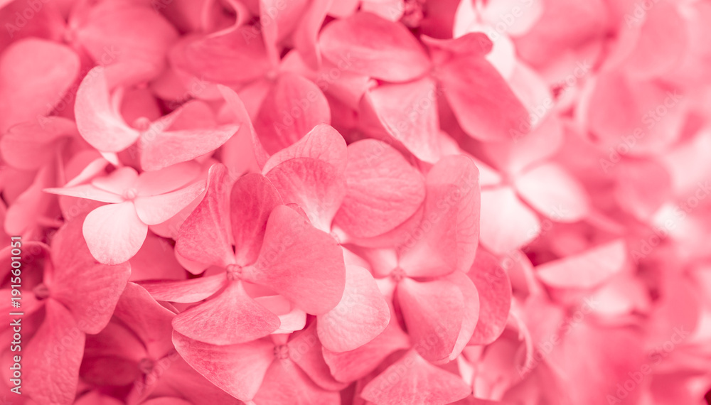 Naklejka premium Pink flowers close up. Bouquet of red flowers. City flower beds, a beautiful and well-groomed garden with flowering bushes.
