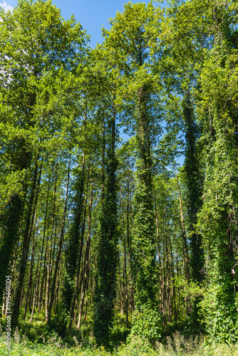Fényképezés A forest with trees whose trunks are covered with vines