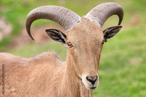 Foto Close up portrait of a Barbary sheep (Ammotragus lervia) showing curved horns an