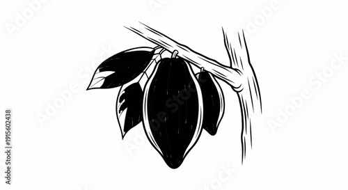 Hand-drawn sketch of cocoa pods and leaves on a branch