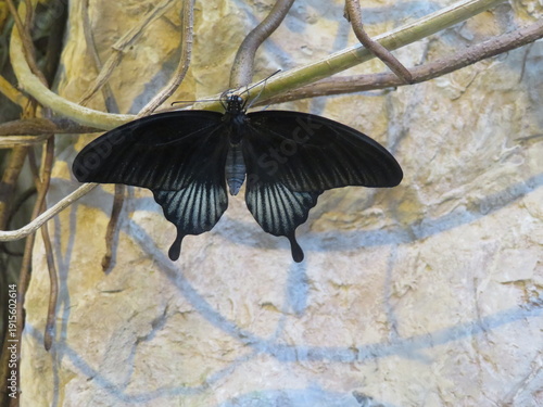 Schmetterling - Butterfly 