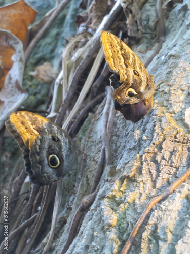 Schmetterling - Butterfly 