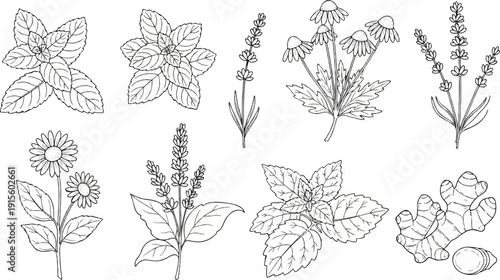 Line drawings of various herbs and botanicals, including mint, lavender, daisies, and ginger