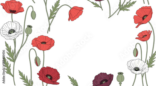 Poppy flower frame with red and white blooms, buds, stems and leaves
