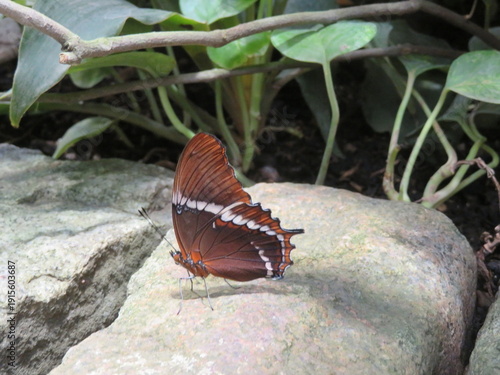 Schmetterling - Butterfly 