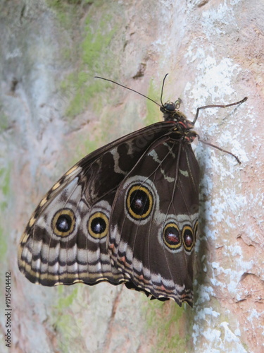Schmetterling - Butterfly 
