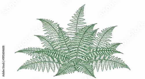 Intricate line drawing of a lush green fern frond arrangement on white