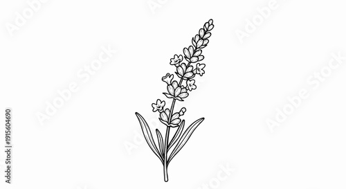 Line art drawing of a single lavender sprig with detailed petals and leaves