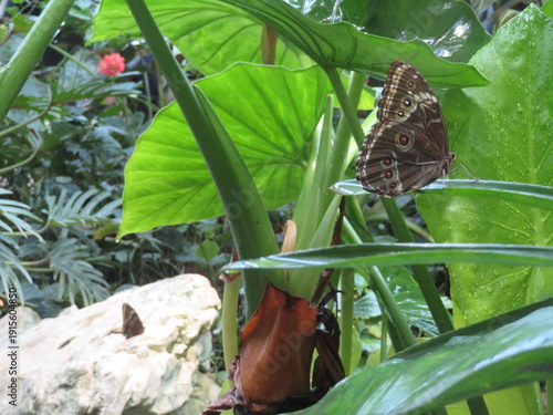 Schmetterling - Butterfly 