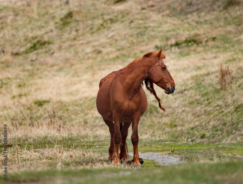 Fototapeta premium Russia. Mountain Altai. Horses graze peacefully on free pastures near the village of Turochak.