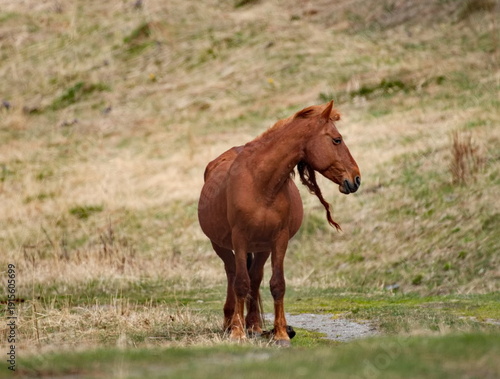 Wallpaper Mural Russia. Mountain Altai.  Horses graze peacefully on free pastures near the village of Turochak. Torontodigital.ca