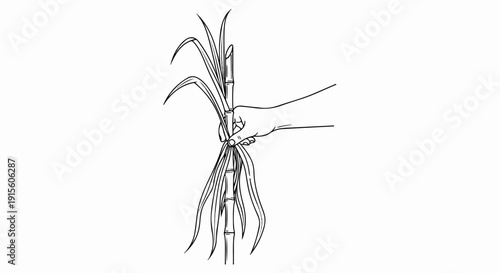 Hand holding a stalk of sugarcane