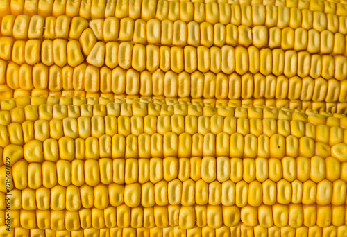 Close up of corn