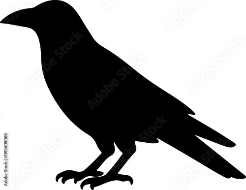 House Crow a Bangladeshi common bird