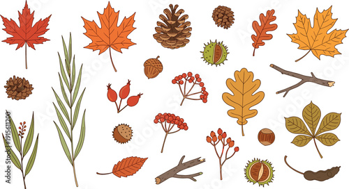 Autumn botanical elements set with leaves, berries, pinecones and branches isolated