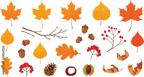 Autumn fall leaves, acorns, berries, pinecone and chestnut collection isolated on white