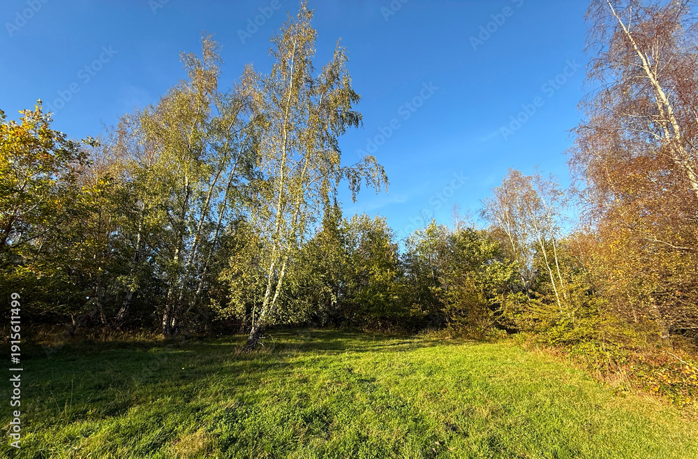 Obraz premium A sunlit forest clearing showcases vibrant green grass and tall birch trees against a clear blue sky. The scene is peaceful and serene in the Cromwell Nature Reserve in, Brighouse, UK