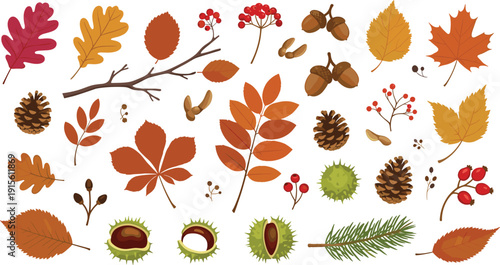 Autumn forest elements set with fall leaves, acorns, pinecones and chestnuts