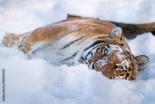 The Siberian tiger is enjoying the freshly fallen snow.
