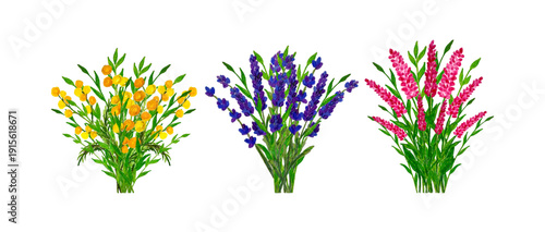 Composition of Flowers Mimosa Lavender Loosestrife with Colored Pencils. Vector Bouquets with Chalk, Pencil Drawing Texture. Sketch with Watercolor Colored pencils. Vector Illustration