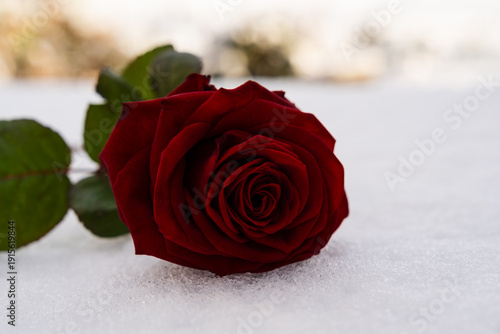 Rote Rose auf  ultra weißem Schnee liegend
