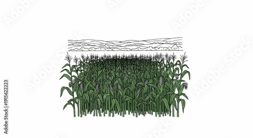 Lush green corn stalks with ripening ears under a hilly horizon