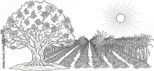 Lush tree and rows of sugarcane under a bright, radiating sun