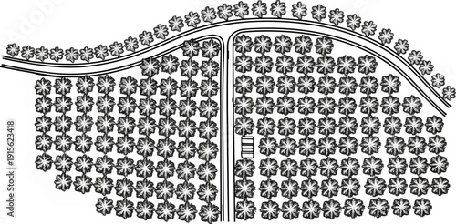Overhead view of manicured trees in an orchard arranged in neat rows
