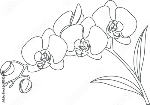Elegant black and white line art drawing of a delicate orchid flower stem featuring several open blooms and tightly closed buds illustrating natural botanical beauty ready for coloring.