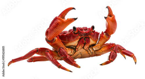 Cuadro en lienzo Red land crab PNG isolated on transparent background, colorful tropical crustace