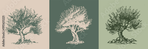 Olive tree hand drawn illustrations, sketch