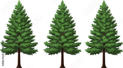 Vector illustration of three green pine trees, evergreen conifer forest plants, isolated on white background, natural outdoor landscape elements, nature icons.
