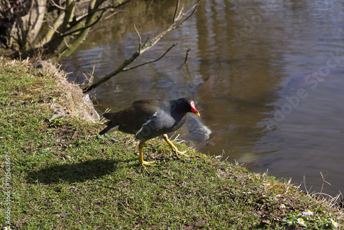 Canvas Print corvo sul lago