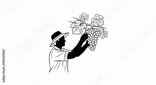 Silhouette farmer in hat harvesting bunch of ripe grapes from vine
