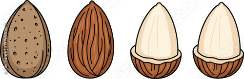 Vector illustration set of 4 almond nuts including whole shell, peeled, and half cut pieces for food design।