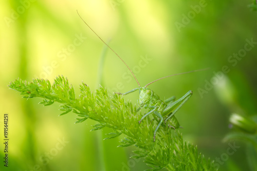 Fotografie Great green bush-cricket (Tettigonia viridissima) macro, large predatory insect