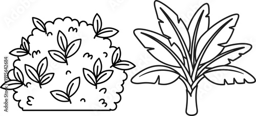 Bush rounded dense leaves, banana plant elongated vertical foliage, black and white botanical illustration set, educational plant drawing, nature themed artwork