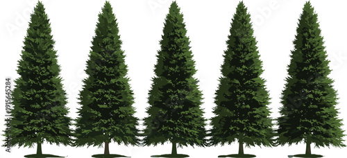 Row of lush green pine trees, evergreen conifers, forest nature, outdoor landscape, natural foliage, seasonal trees, detailed vector illustration, isolated white background