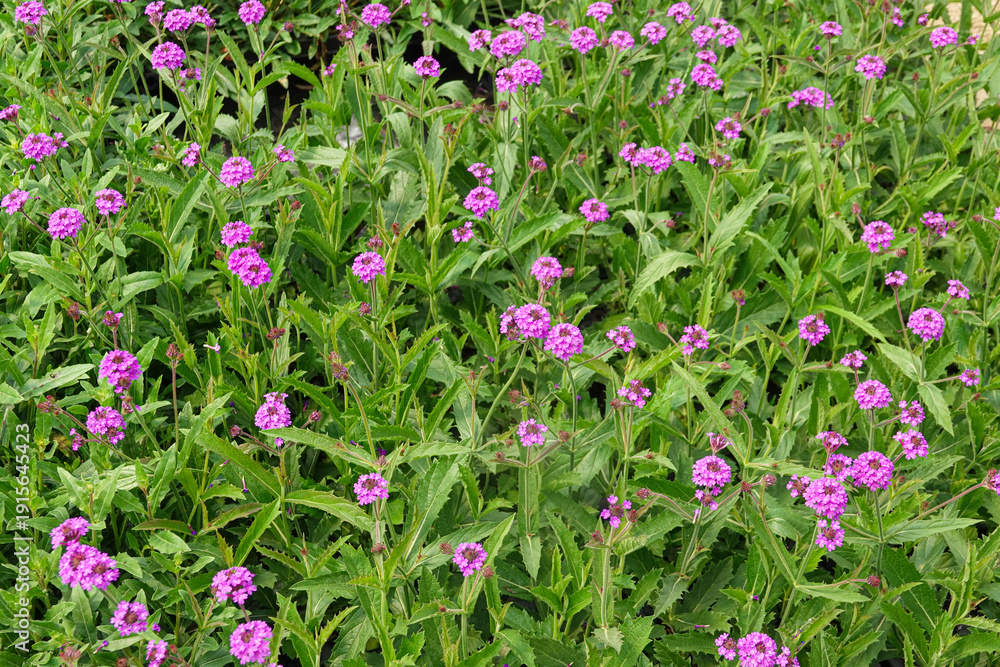 Obraz premium clusters of purple flowers verbena flourish in a thriving garden setting.