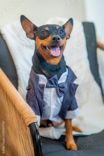 Fotografie Petit chien Pinscher portant un noeud papillon bleu, portrait de mariage canin