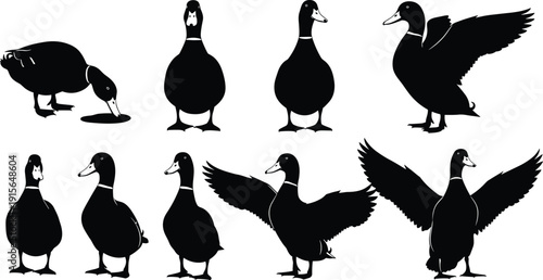 Large collection of detailed black silhouette vector illustrations of ducks in various standing and flying poses on white background.