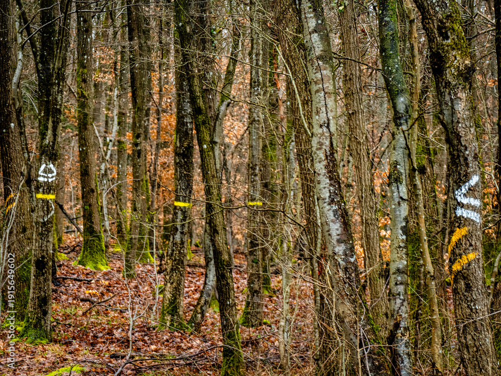 Fototapeta premium Zur Fällung markierte Bäume im Mischwald