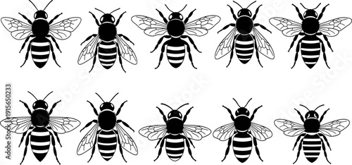 Stylized bee insect illustrations wing stripe variations, black and white entomology biology icons, educational pattern recognition artwork, vector design collection