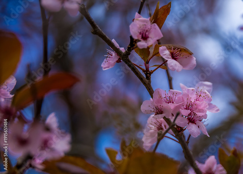 Close-up of delicate pink cherry blossom flowers blooming on tree branches against a blue sky background. Spring nature background with soft focus, floral details, and fresh seasonal mood. Ideal for