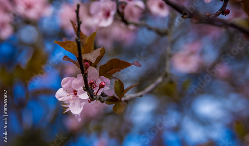 Close-up of delicate pink cherry blossom flowers blooming on tree branches against a blue sky background. Spring nature background with soft focus, floral details, and fresh seasonal mood. Ideal for